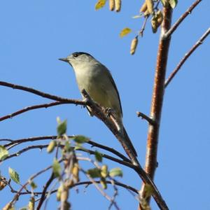 Blackcap