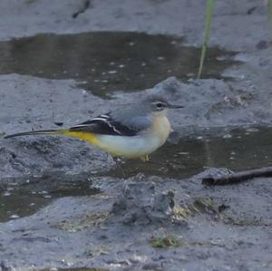 Grey Wagtail