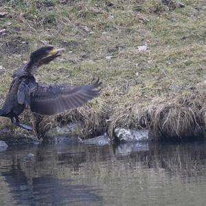 Great Cormorant