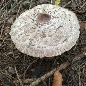 Parasol Mushroom