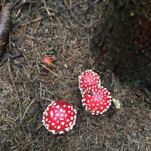 Fly Agaric