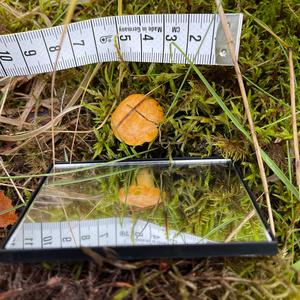 Chanterelle, Common