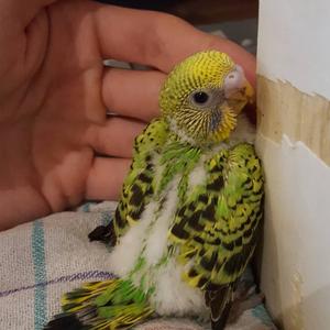 Budgerigar