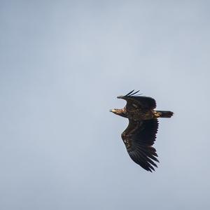 White-tailed Eagle