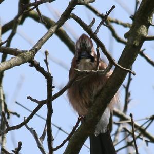 Eurasian Jay