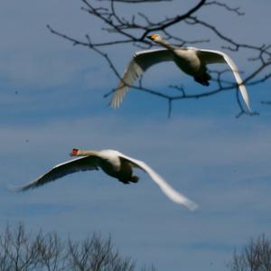 Whooper Swan