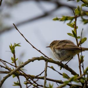 Common Chiffchaff