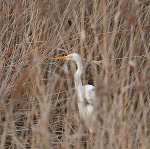 Great Egret