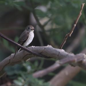 Asian Brown Flycatcher