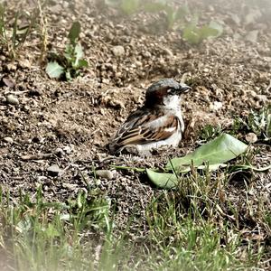 House Sparrow