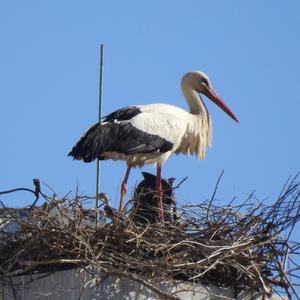 White Stork