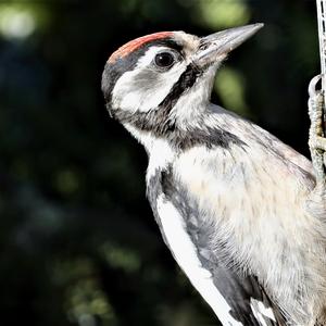 Great Spotted Woodpecker