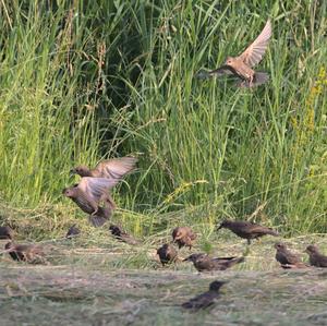 Common Starling