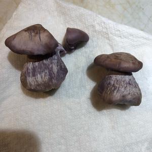 Wood Blewit