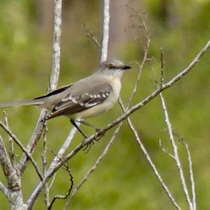 Northern Mockingbird