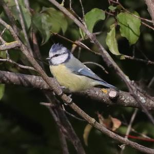 Blue Tit