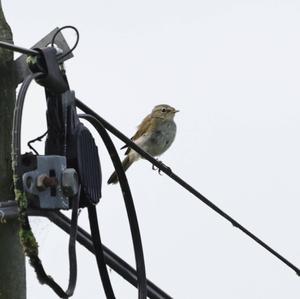 Common Chiffchaff