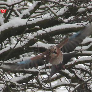 Eurasian Jay