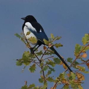 Black-billed Magpie