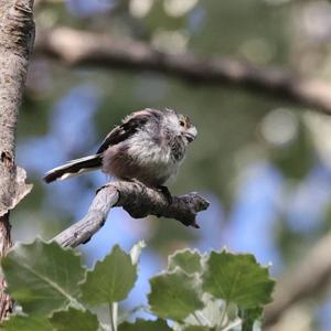 Long-tailed Tit