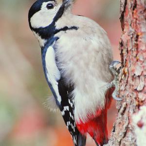 Great Spotted Woodpecker