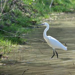 Little Egret