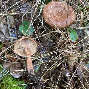 Oak Milk Cap