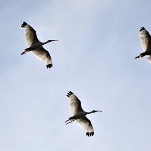 White Ibis