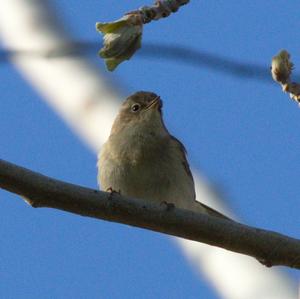 Blackcap