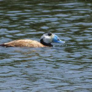 White-headed Duck