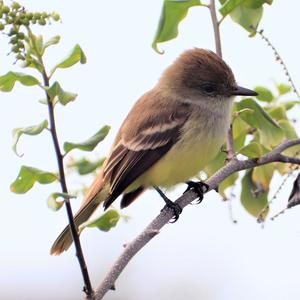 Large-billed Flycatcher