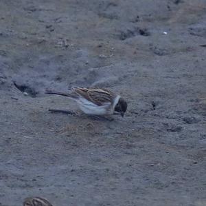 Reed Bunting