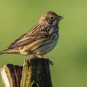 Corn Bunting