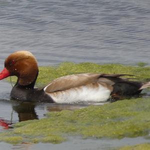 Red-crested Pochard