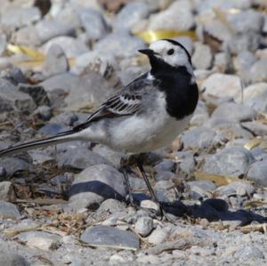 White Wagtail