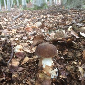 Summer Bolete