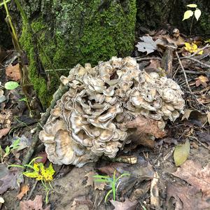 Hen-of-the-Woods