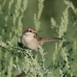 Red-backed Shrike