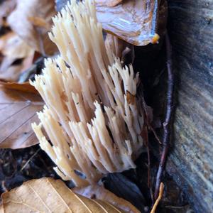 Straight-branched Coral