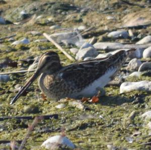 Common Snipe