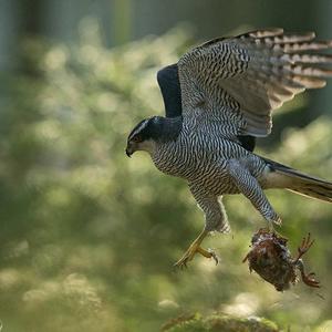 Northern Goshawk