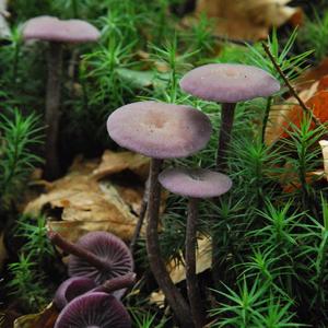 Amethyst Deceiver