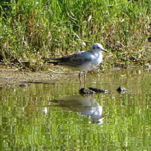 Black-headed Gull