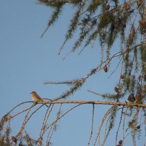 Spotted Flycatcher