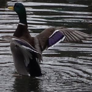 Mallard