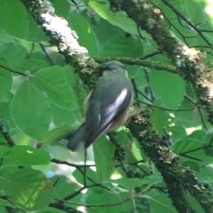 Wood Nuthatch