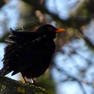 Eurasian Blackbird