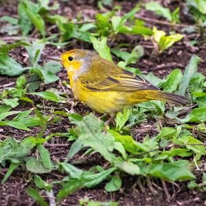 Yellow Warbler