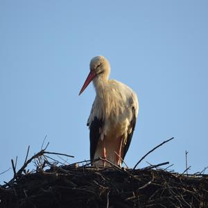 White Stork