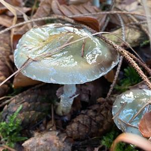 Green Stropharia